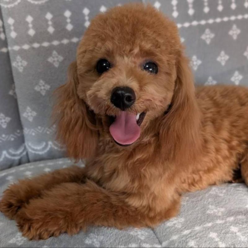 販売中ののトイプードル-432352