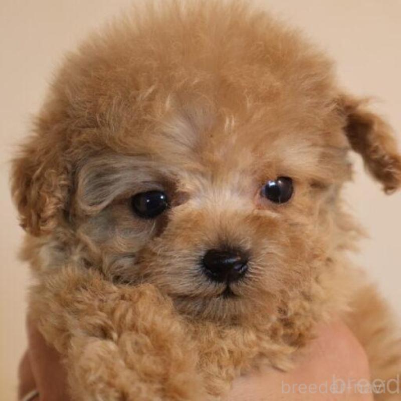 販売中の広島県のティーカッププードル-432353