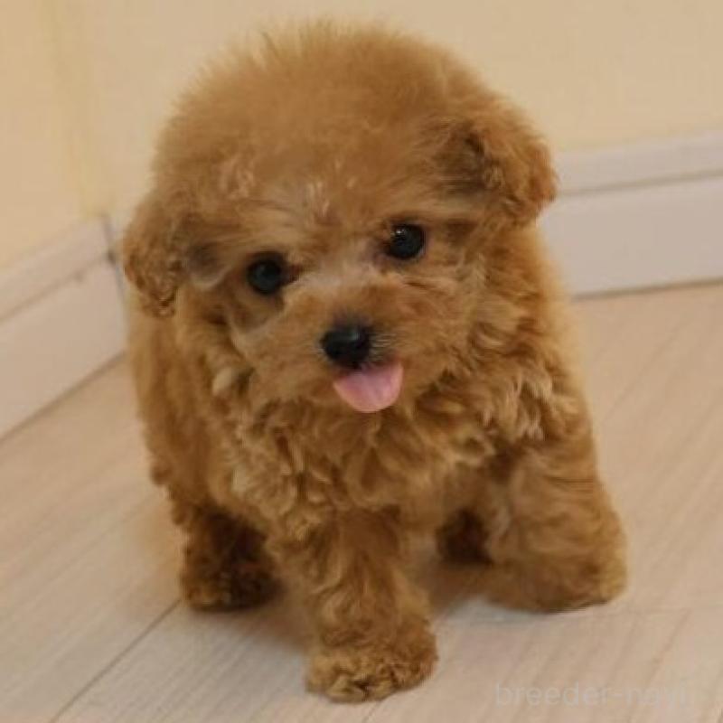 販売中の広島県のティーカッププードル-432353の6枚目