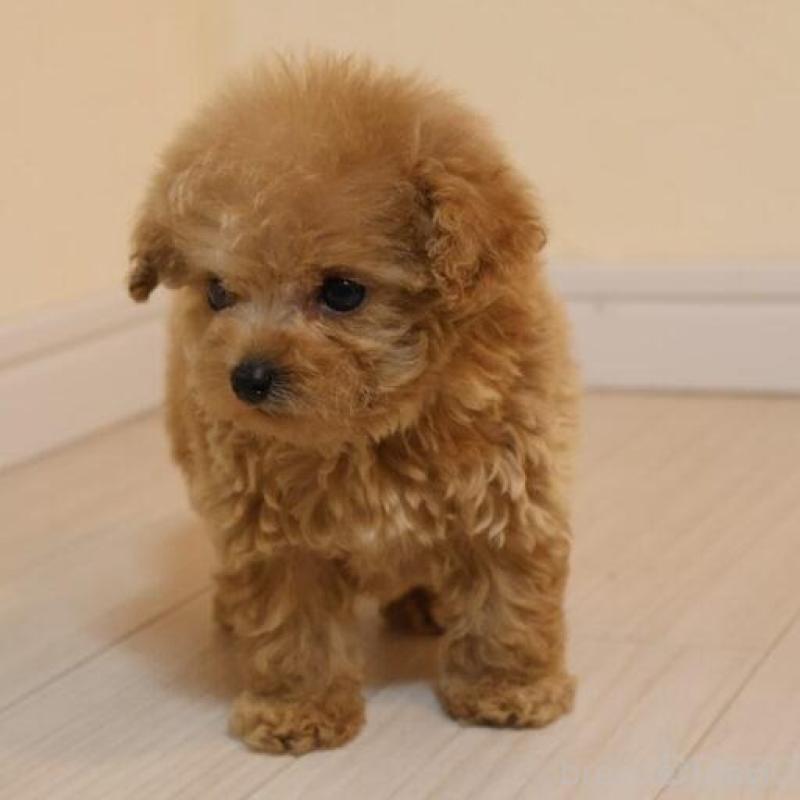 販売中の広島県のティーカッププードル-432353の5枚目