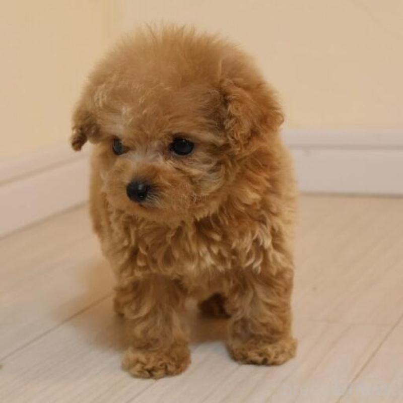 販売中の広島県のティーカッププードル-432353の4枚目