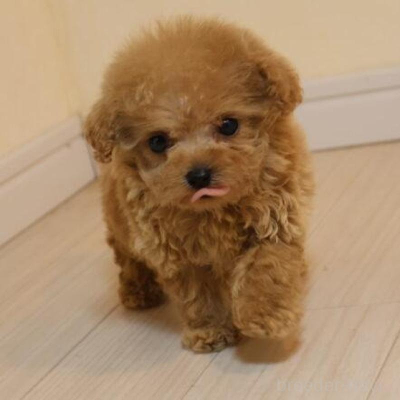 販売中の広島県のティーカッププードル-432353の3枚目