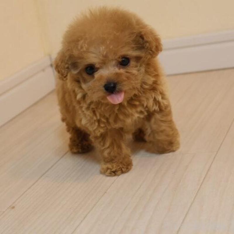 販売中の広島県のティーカッププードル-432353の2枚目