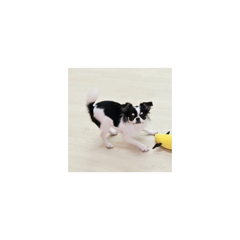 販売中の東京都のチワワ(ロングコート)-432354の2枚目