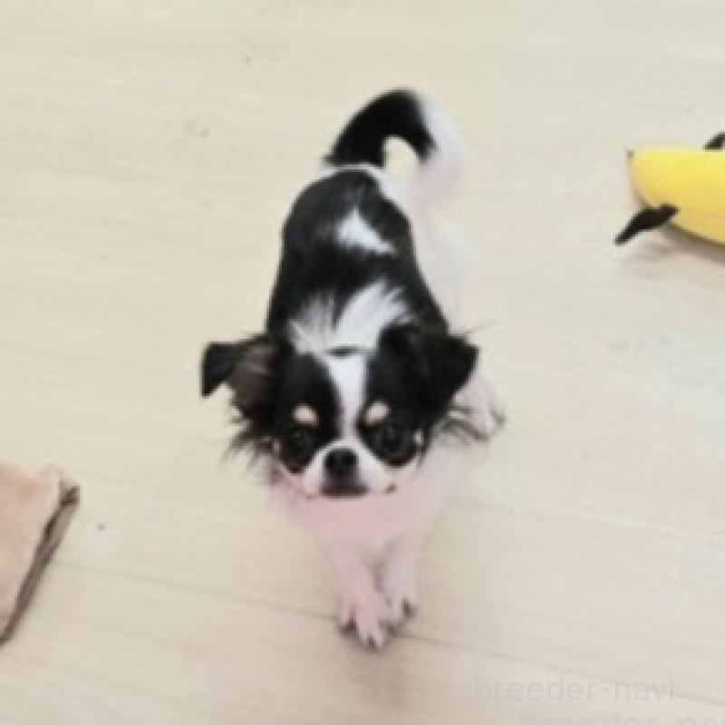 販売中の東京都のチワワ(ロングコート)-432354