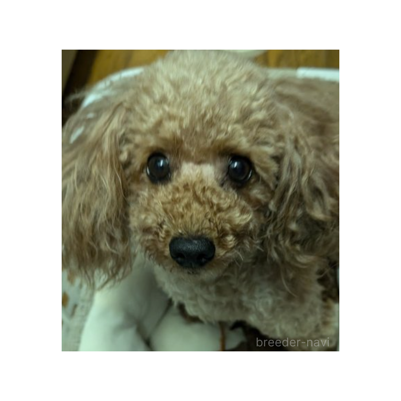 モンシロちゃん1枚目