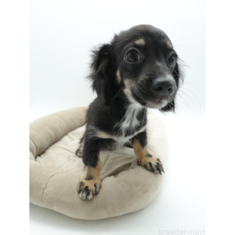 販売中の群馬県のチワックス:チワワ×ミニチュアダックスフンド-423196の4枚目