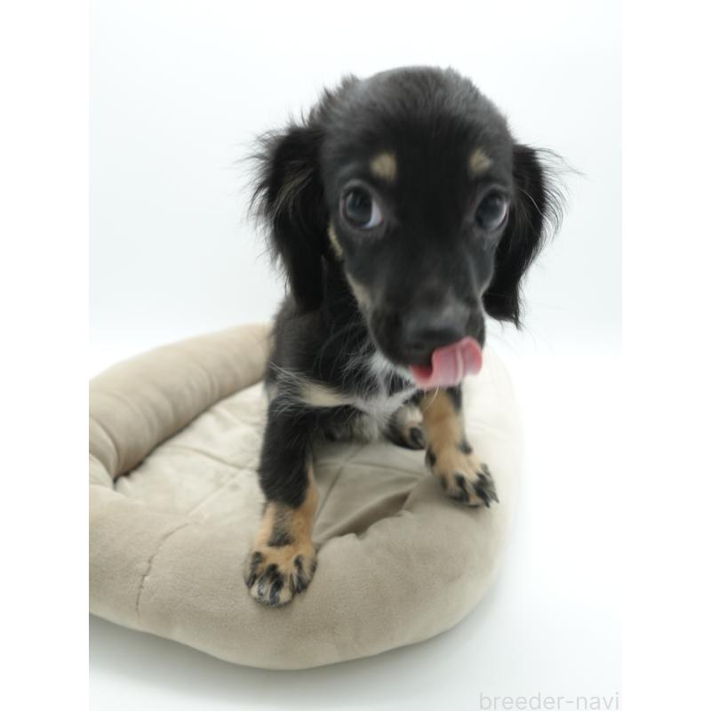 販売中の群馬県のチワックス:チワワ×ミニチュアダックスフンド-423196の3枚目