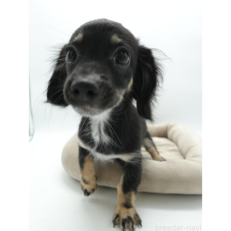 販売中の群馬県のチワックス:チワワ×ミニチュアダックスフンド-423196の2枚目