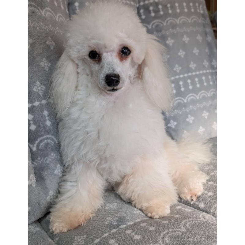 販売中の埼玉県のタイニープードル-432356の9枚目