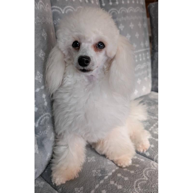 販売中の埼玉県のタイニープードル-432356の8枚目