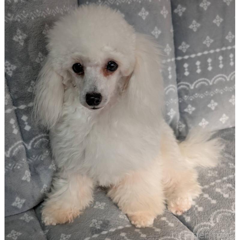 販売中の埼玉県のタイニープードル-432356の7枚目