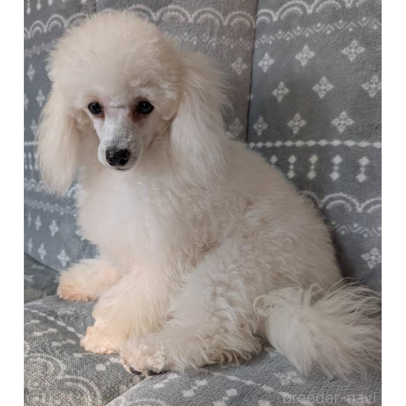 販売中の埼玉県のタイニープードル-432356の6枚目