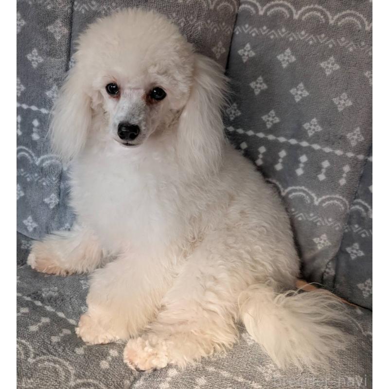 販売中の埼玉県のタイニープードル-432356の4枚目