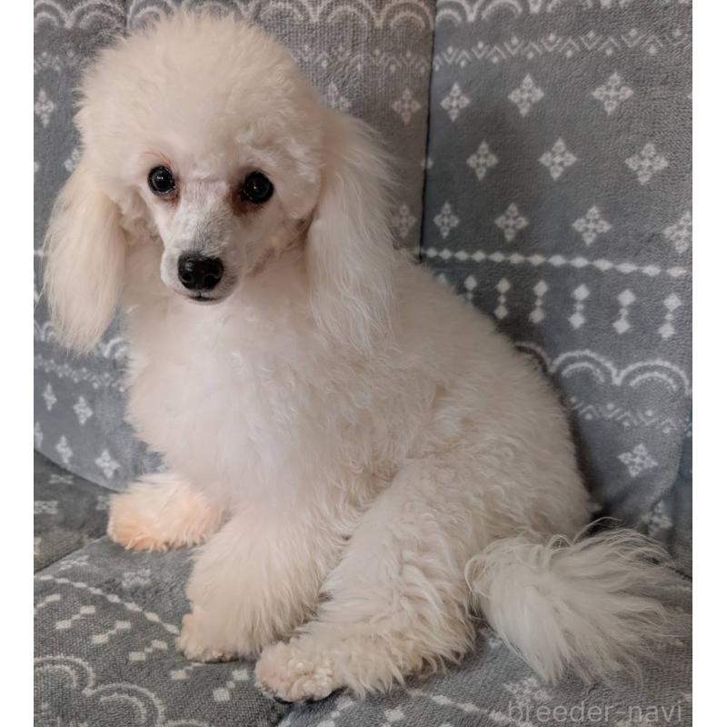 販売中の埼玉県のタイニープードル-432356の5枚目