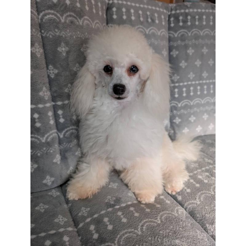 販売中の埼玉県のタイニープードル-432356の3枚目