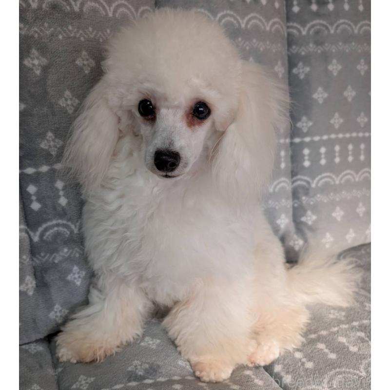 販売中の埼玉県のタイニープードル-432356の2枚目