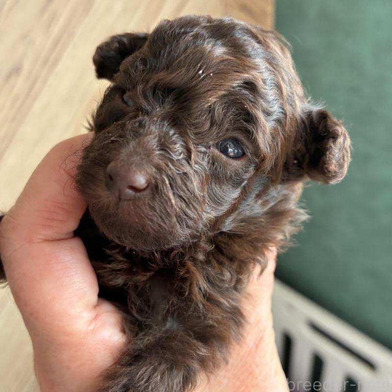 販売中の千葉県のティーカッププードル-432357の4枚目