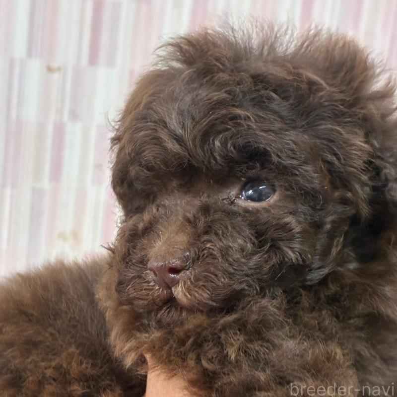 販売中の千葉県のティーカッププードル-432357の1枚目