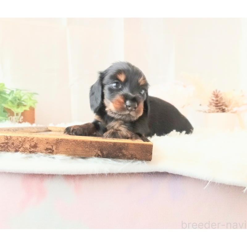 販売中の和歌山県のミニチュアダックスフンド(ロングヘアード)-432359の8枚目