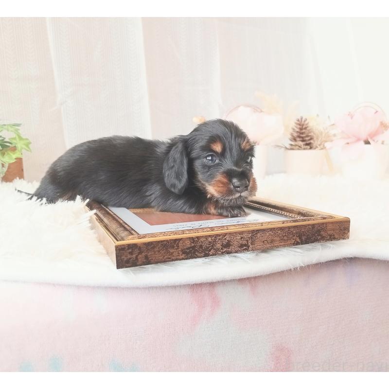 販売中の和歌山県のミニチュアダックスフンド(ロングヘアード)-432359の7枚目