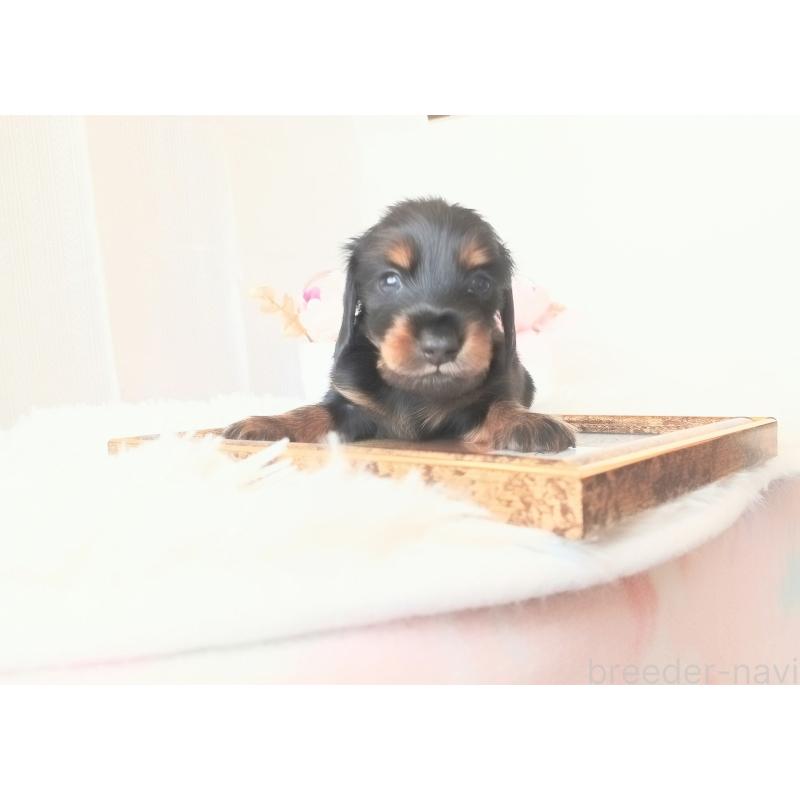 販売中の和歌山県のミニチュアダックスフンド(ロングヘアード)-432359の6枚目