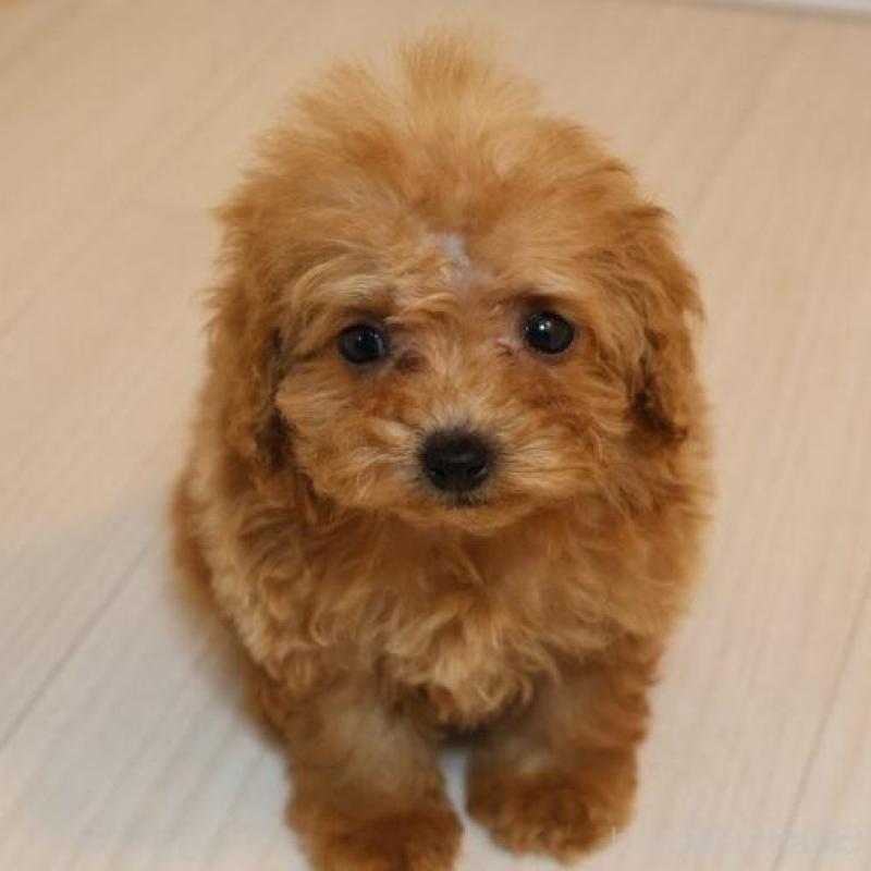 販売中の広島県のティーカッププードル-432358の1枚目