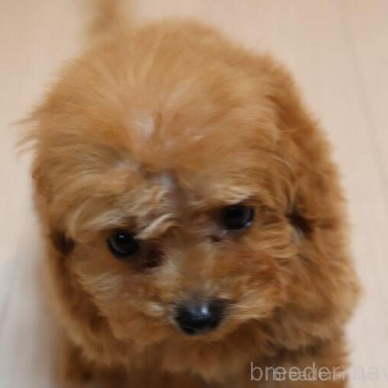 販売中の広島県のティーカッププードル-432358の6枚目