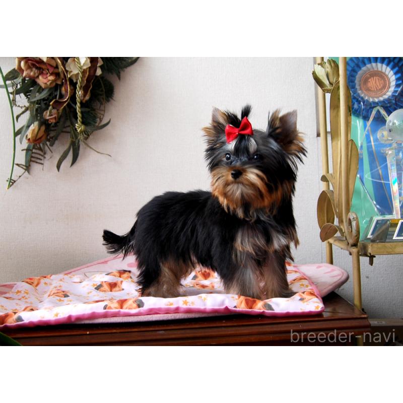 販売中の兵庫県のヨークシャーテリア-432361の6枚目