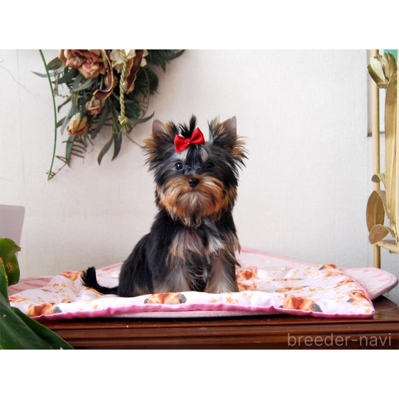 販売中の兵庫県のヨークシャーテリア-432361の5枚目