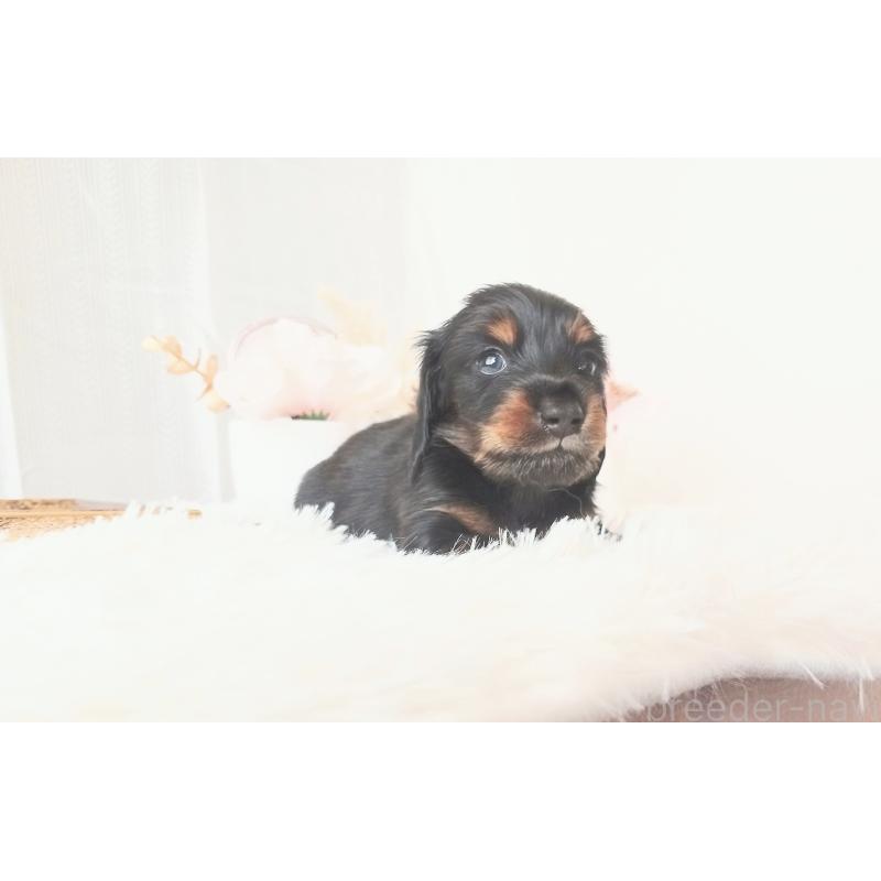 販売中の和歌山県のミニチュアダックスフンド(ロングヘアード)-432359の5枚目