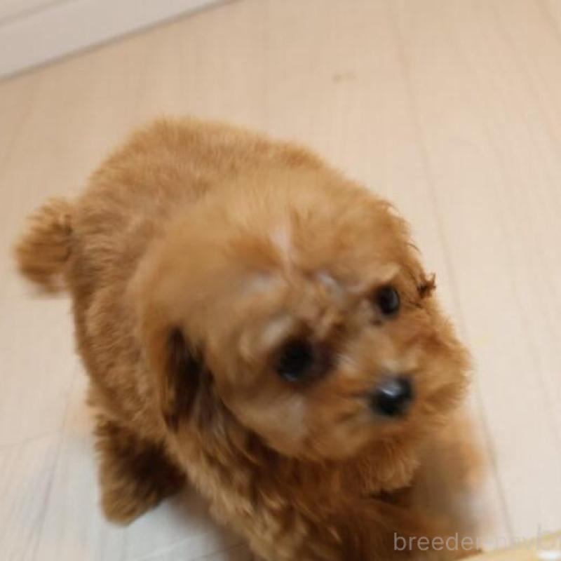 販売中の広島県のティーカッププードル-432358の5枚目