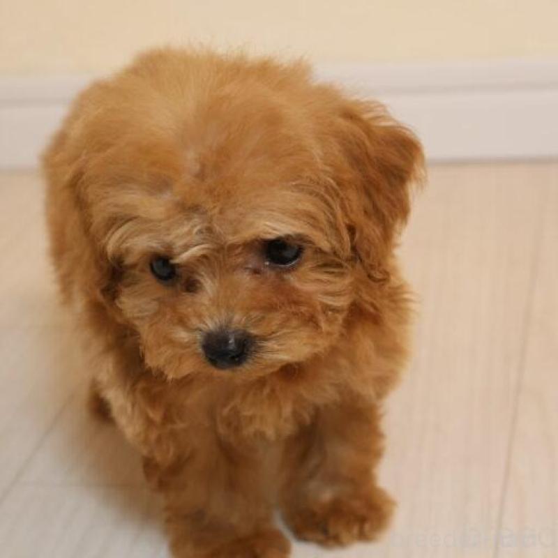 販売中の広島県のティーカッププードル-432358の4枚目