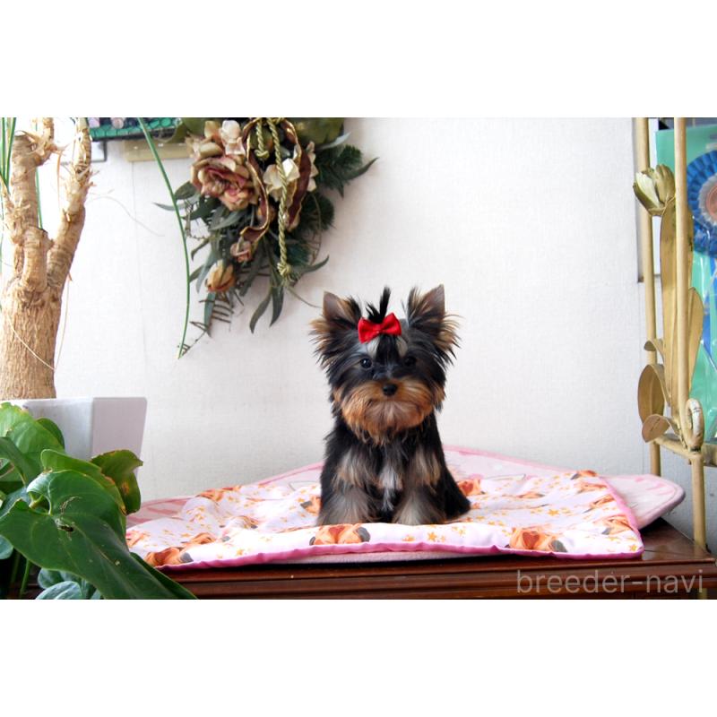 販売中の兵庫県のヨークシャーテリア-432361の3枚目