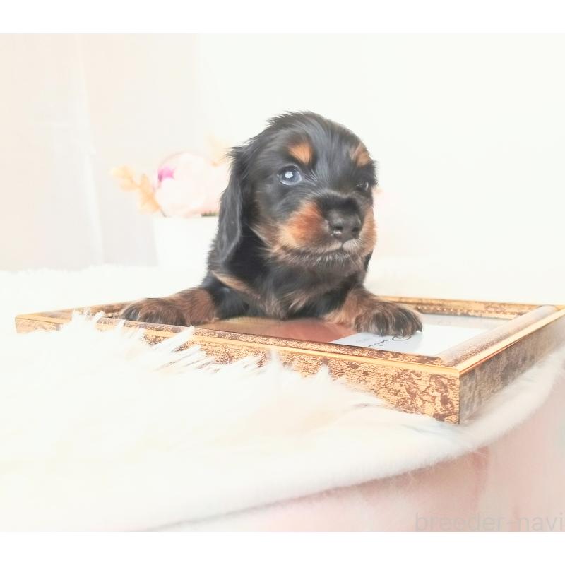 販売中の和歌山県のミニチュアダックスフンド(ロングヘアード)-432359の3枚目