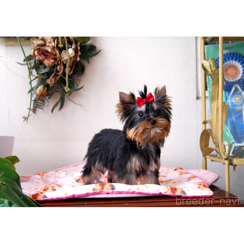 販売中の兵庫県のヨークシャーテリア-432361の2枚目