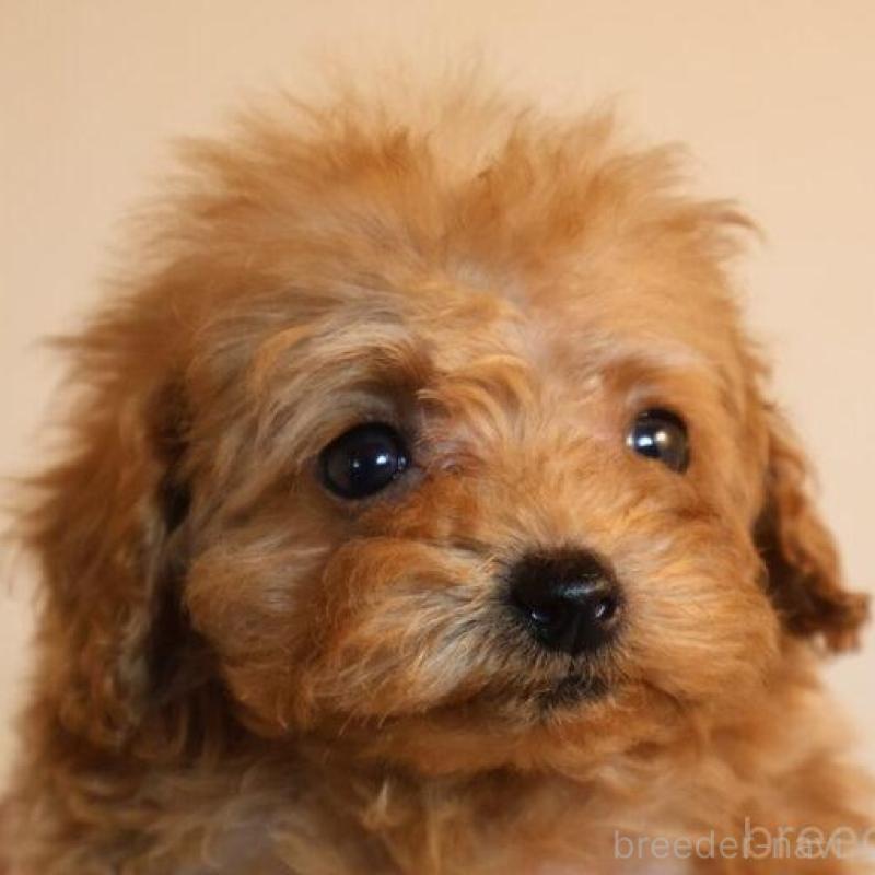 販売中の広島県のティーカッププードル-432358の3枚目