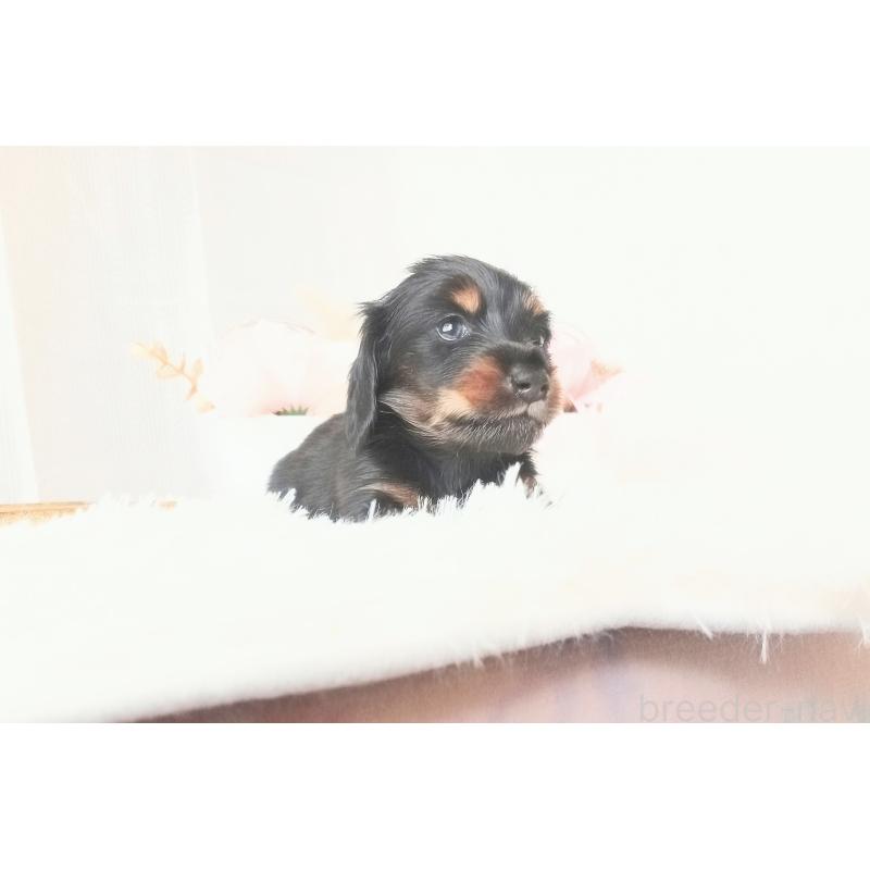 販売中の和歌山県のミニチュアダックスフンド(ロングヘアード)-432359の2枚目