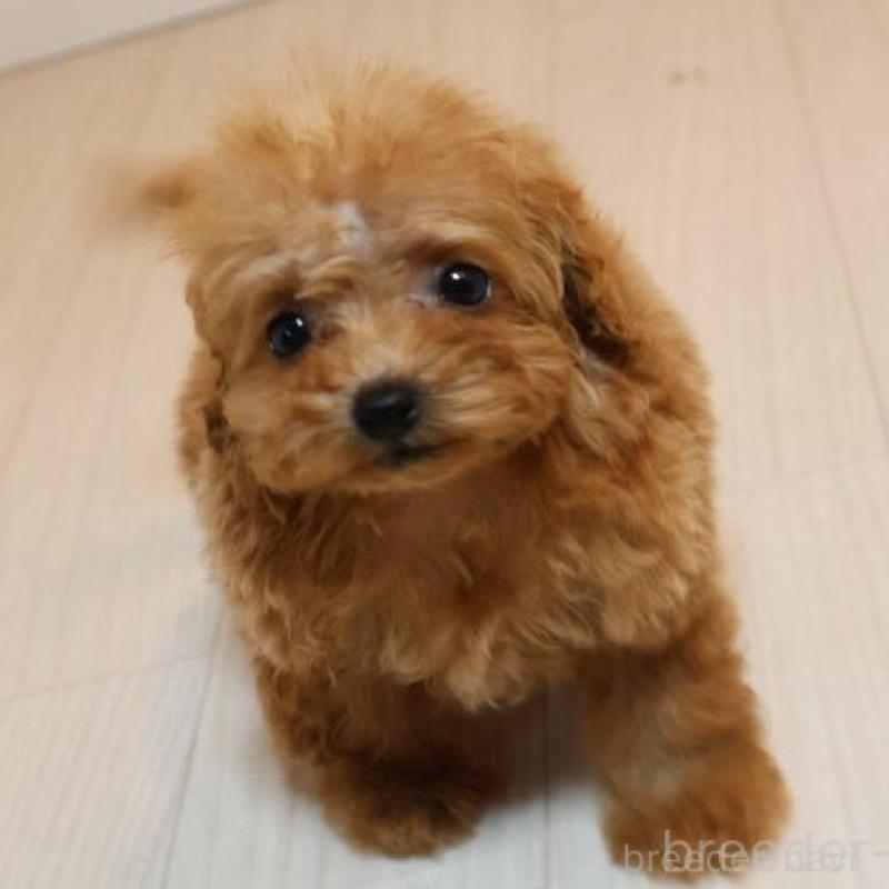 販売中の広島県のティーカッププードル-432358の2枚目