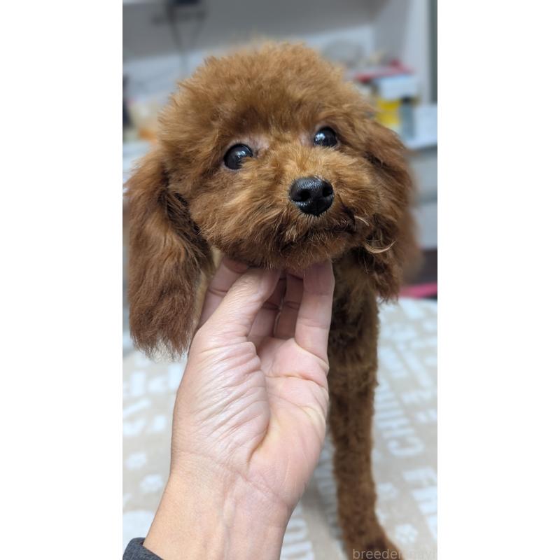 販売中の愛知県のタイニープードル-404709の10枚目