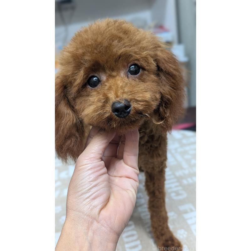 販売中の愛知県のタイニープードル-404709の9枚目