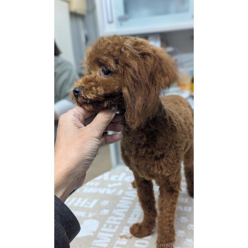 販売中の愛知県のタイニープードル-404709の8枚目