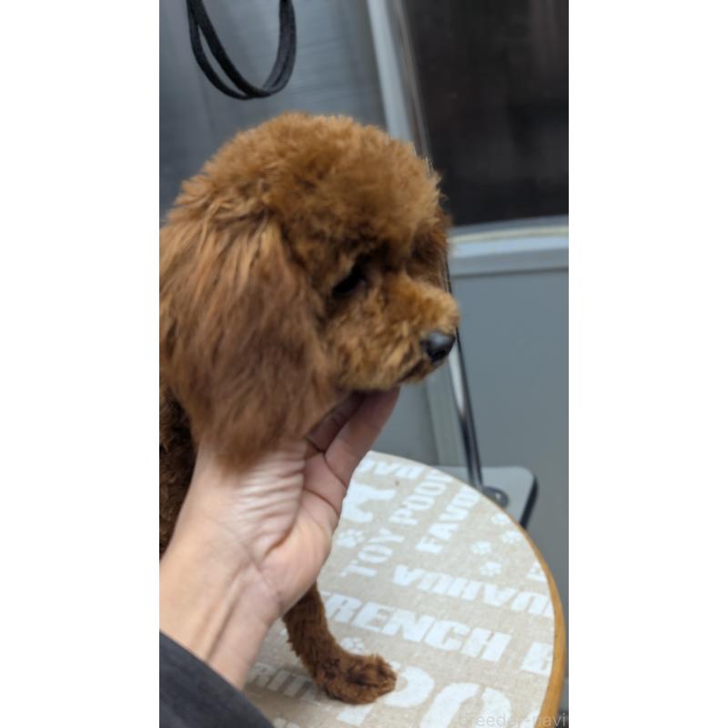 販売中の愛知県のタイニープードル-404709の7枚目