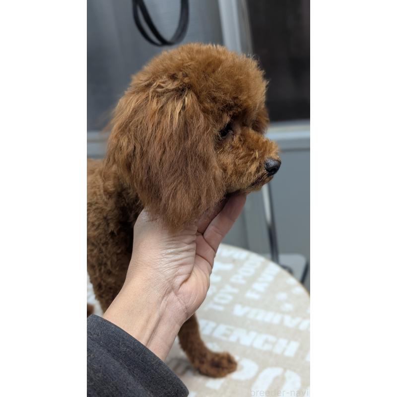 販売中の愛知県のタイニープードル-404709の6枚目