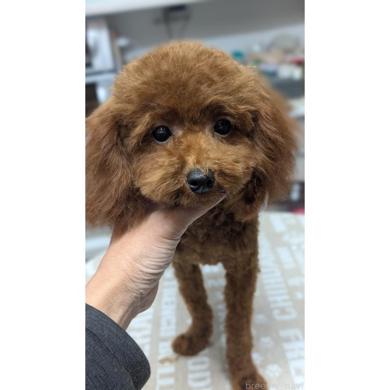 販売中の愛知県のタイニープードル-404709の5枚目