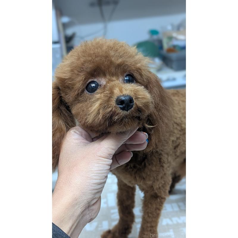 販売中の愛知県のタイニープードル-404709の4枚目