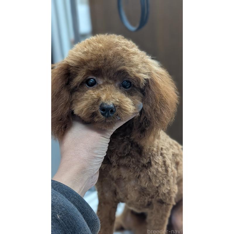 販売中の愛知県のタイニープードル-404709の3枚目