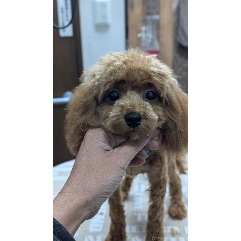 販売中の愛知県のタイニープードル-404709の2枚目