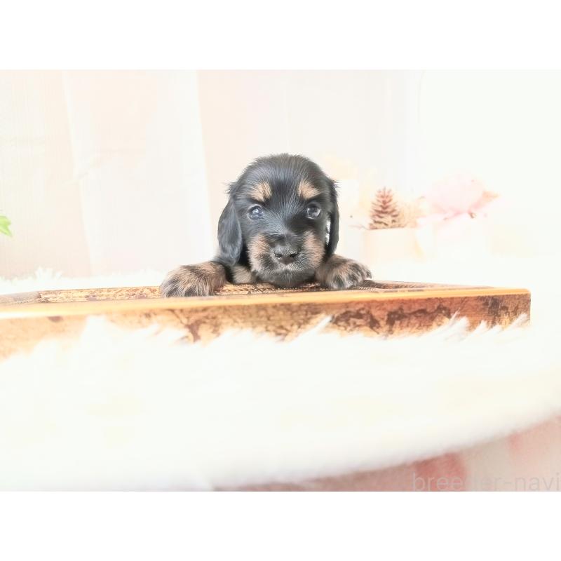 販売中の和歌山県のミニチュアダックスフンド(ロングヘアード)-432362の6枚目