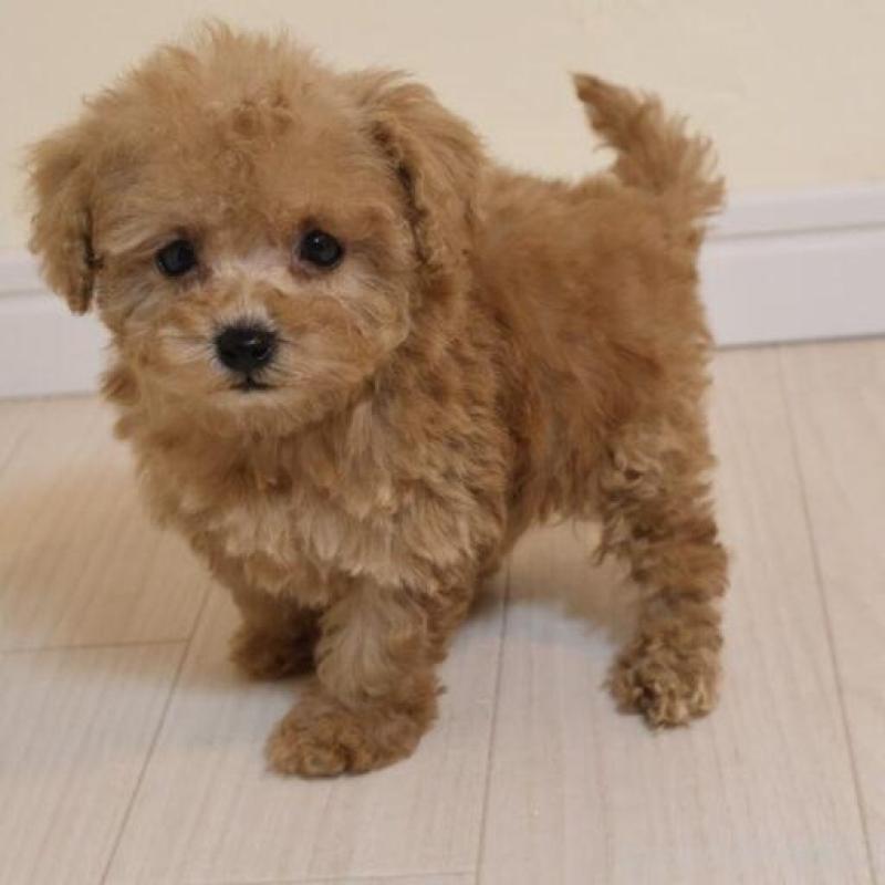 販売中の広島県のトイプードル-432360の1枚目